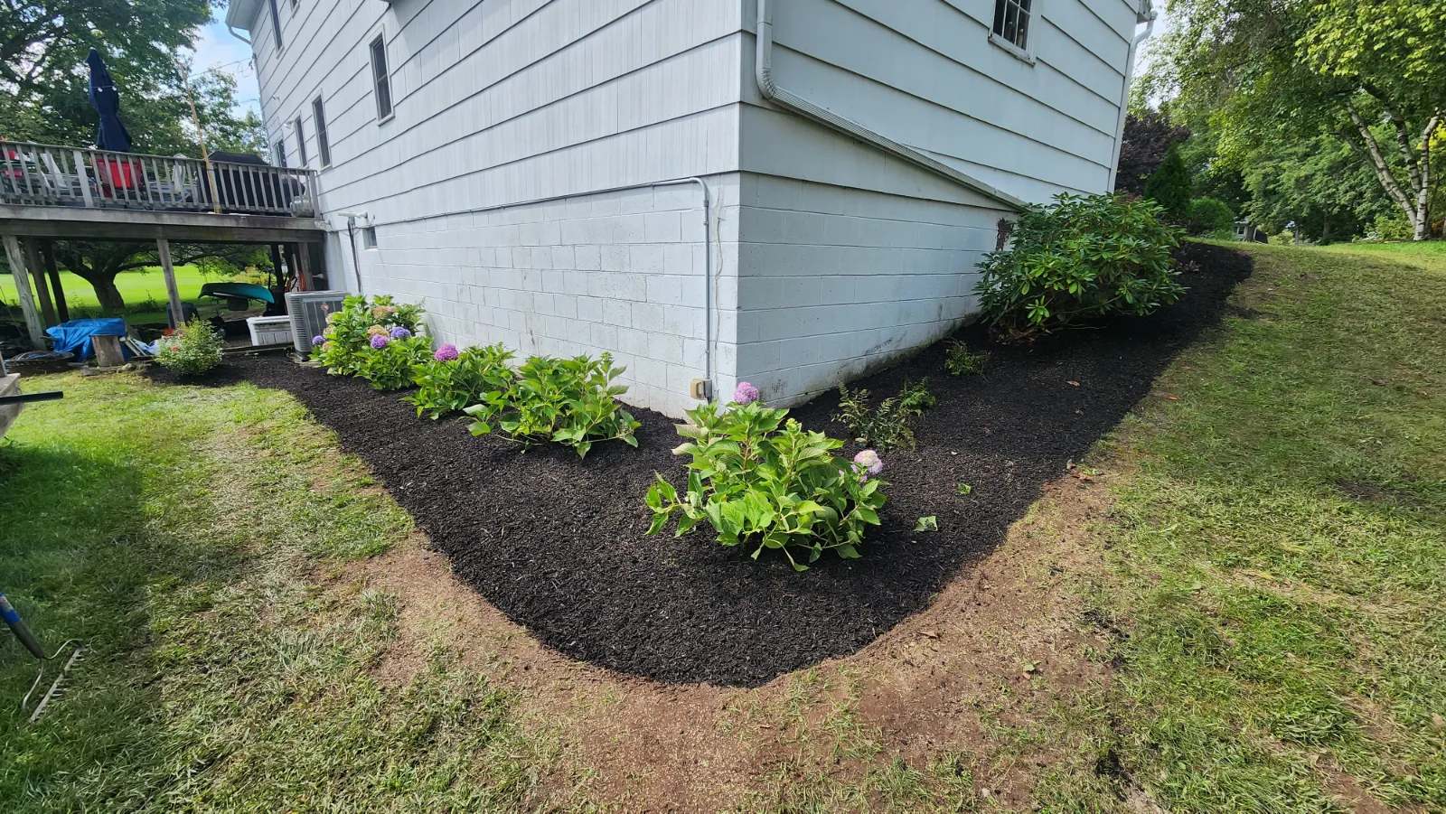 A new bed of hydrangeas in dark mulch along the side of a white house